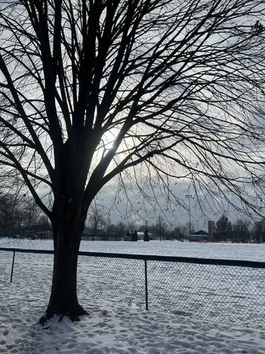 Embracing winter's serene beauty.